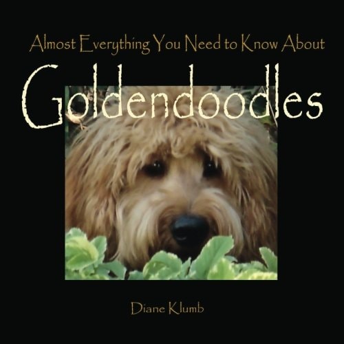 Almost Everything You Need to Know About Goldendoodles