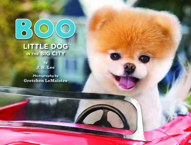 Boo: Little Dog in the Big City