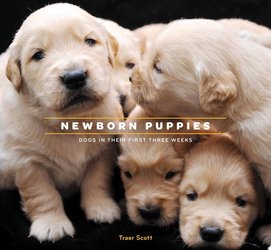 Newborn Puppies: Dogs in Their First Three Weeks