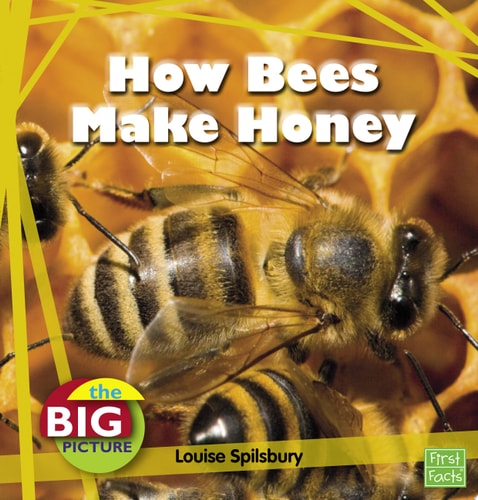 How Bees Make Honey (The Big Picture: Food)