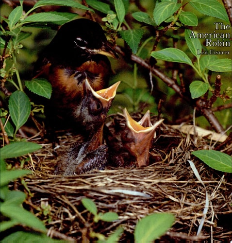 The American Robin: A Backyard Institution