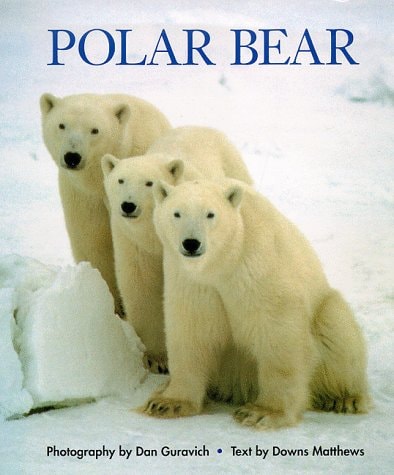 Polar Bear