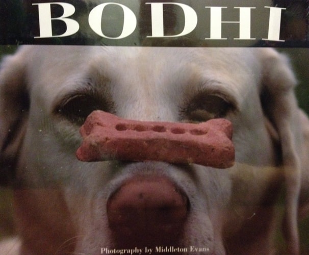 Bodhi: The All American Lodge Dog