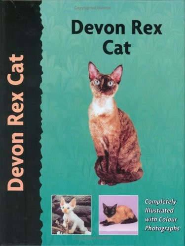Devon Rex Cat