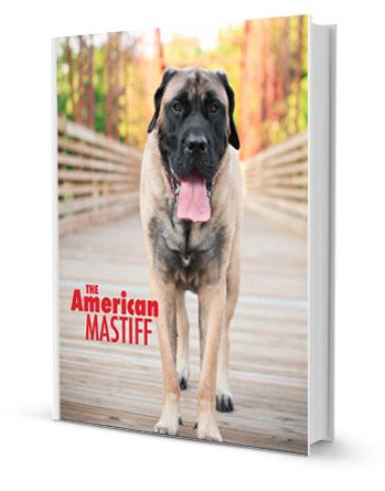 The American Mastiff