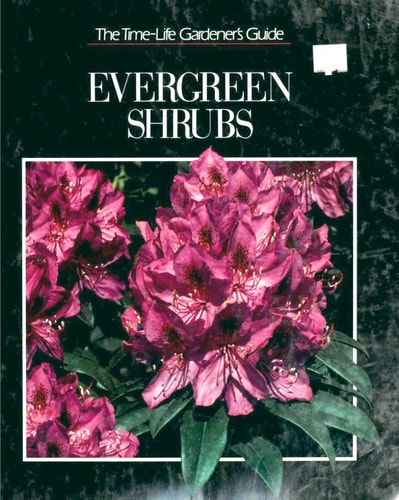 Evergreen Shrubs (Gardener's Guide)