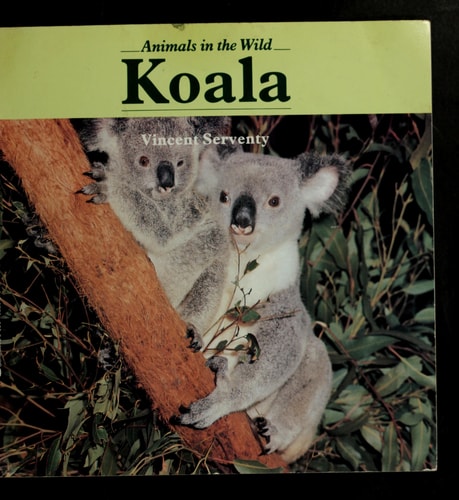 Koala (Animals in the Wild)