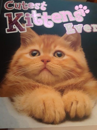 Cutest Kittens Ever