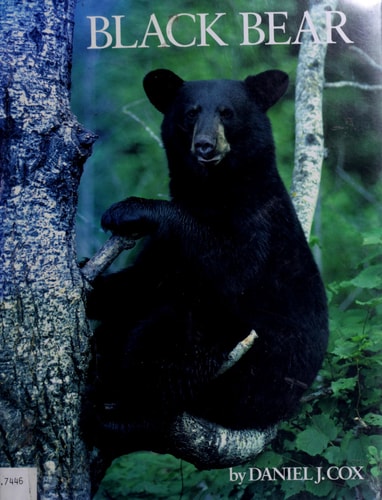 Black Bear
