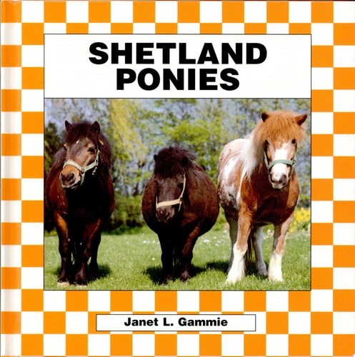 Shetland Ponies (Horses)