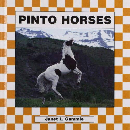 Pinto Horses
