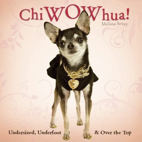 ChiWOWhua! Undersized, Underfoot & Over the Top