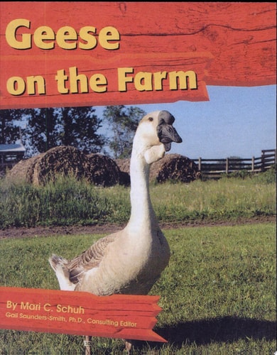 Geese on the Farm