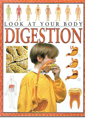 Digestion (Look at Your Body)