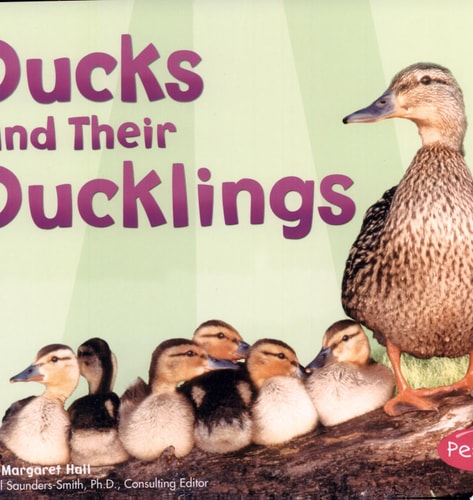 Ducks and Their Ducklings (Pebble Plus: Animal Offspring)