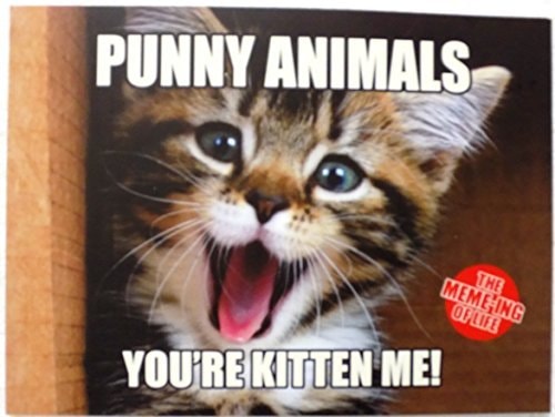 The Meme-ing of Life Punny Animals You're Kitten Me!