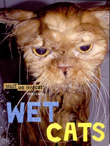Stuff on My Cat Presents: Wet Cats