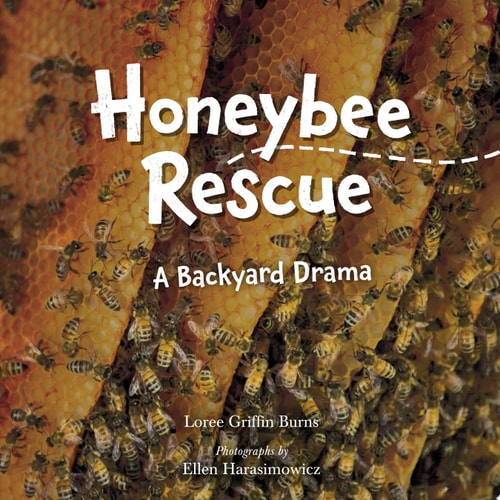Honeybee Rescue: A Backyard Drama
