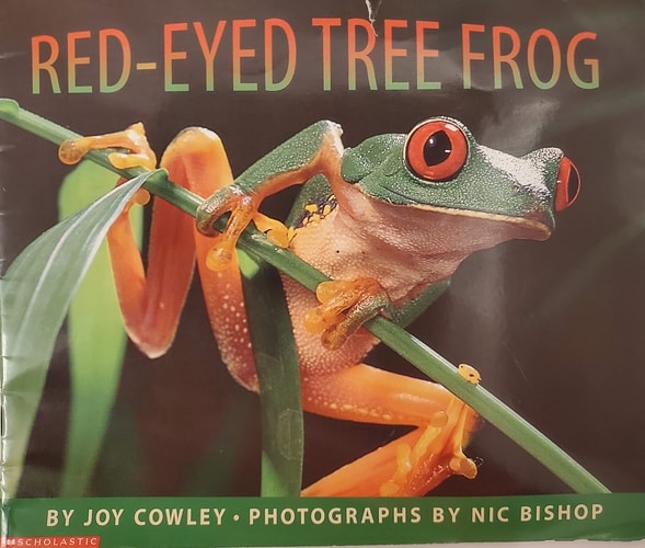 The Red-Eyed Tree Frog