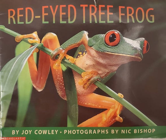 The Red-Eyed Tree Frog