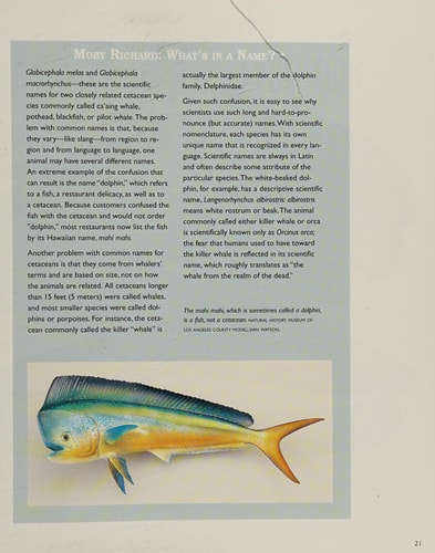 Masters of the Ocean Realm: Whales, Dolphins, and Porpoises