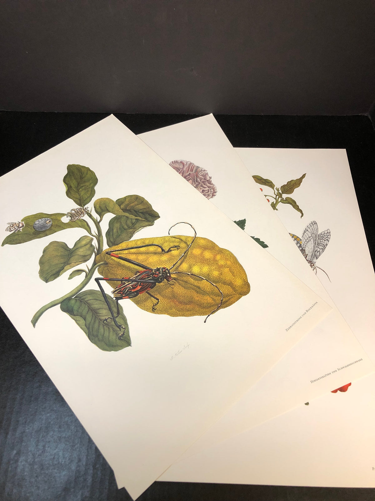 Maria Sibylla Merian - Gerhard Nebel - 1964