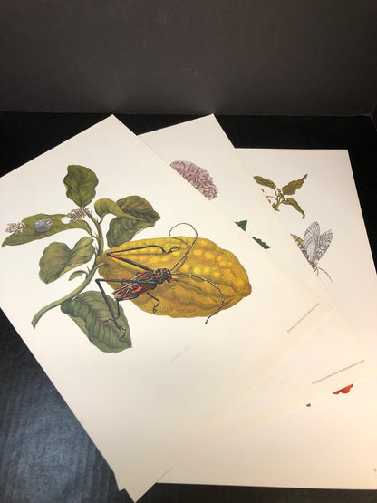 Maria Sibylla Merian - Gerhard Nebel - 1964