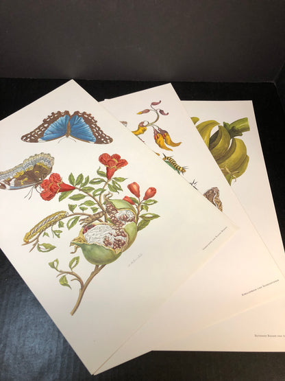 Maria Sibylla Merian - Gerhard Nebel - 1964