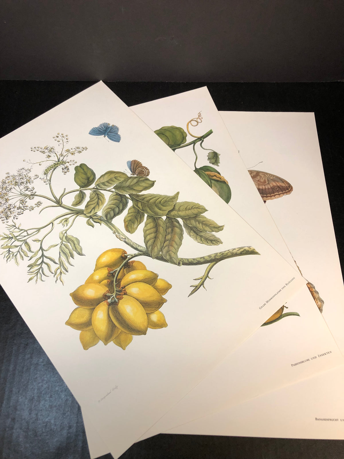 Maria Sibylla Merian - Gerhard Nebel - 1964