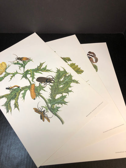 Maria Sibylla Merian - Gerhard Nebel - 1964
