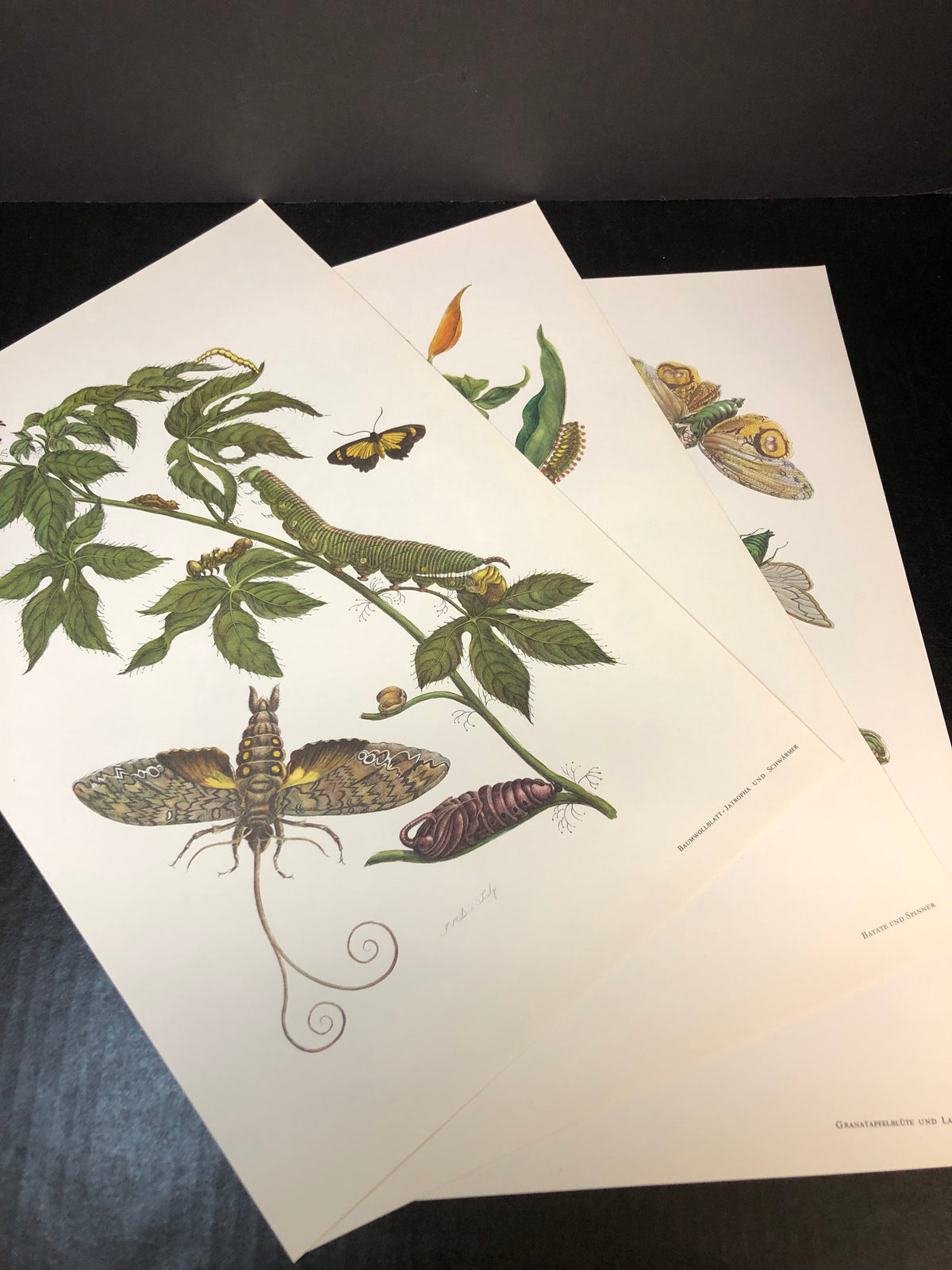 Maria Sibylla Merian - Gerhard Nebel - 1964