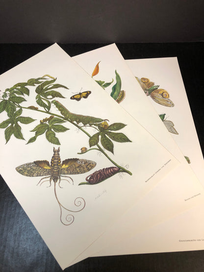 Maria Sibylla Merian - Gerhard Nebel - 1964