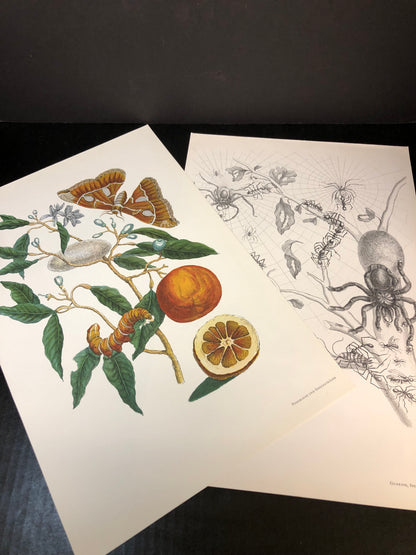 Maria Sibylla Merian - Gerhard Nebel - 1964