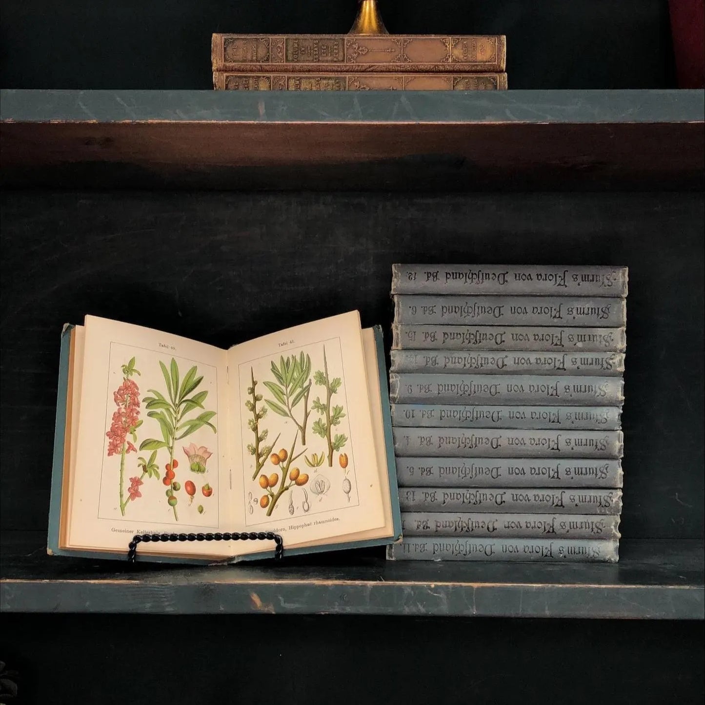 Foreign Language Books by the Foot:  Flora in Germany, Decorative Hardcover Set, Display Hardcovers